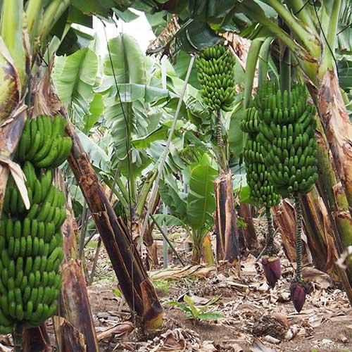 Des bananes bio origine Europe chez Biocoop Des bananes bio origine Europe chez Biocoop